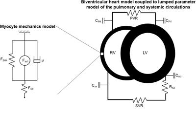 Impaired Myofilament Contraction Drives Right Ventricular Failure Secondary to Pressure Overload: Model Simulations, Experimental Validation, and Treatment Predictions